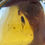 Thumbnail: Amber with Poised Fly magnified