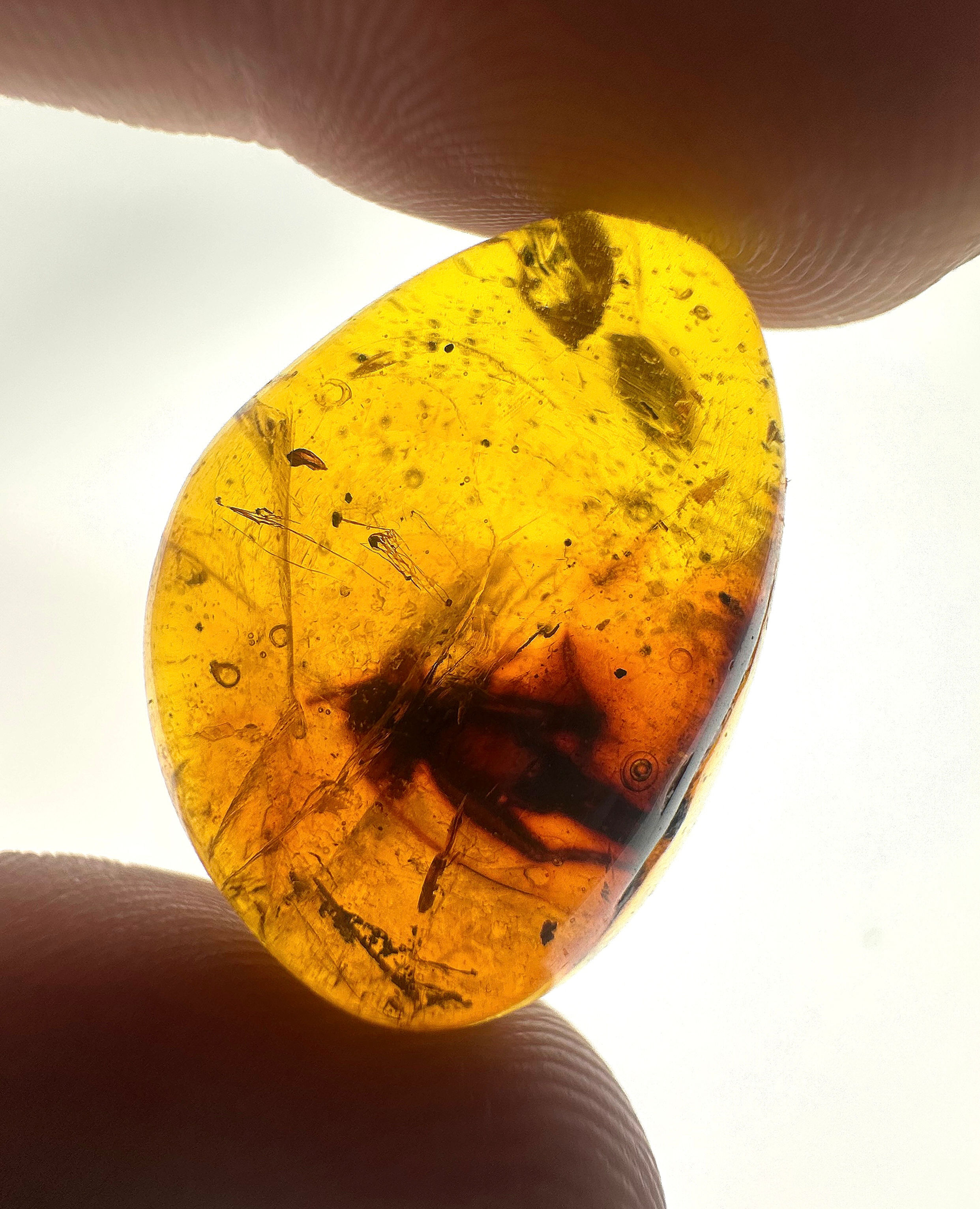 Amber with insects #708 • Dominican Amber with cricket inclusion