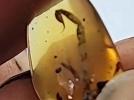 Encyclopedia Entry #1: Scorpion tail in Burmese Amber