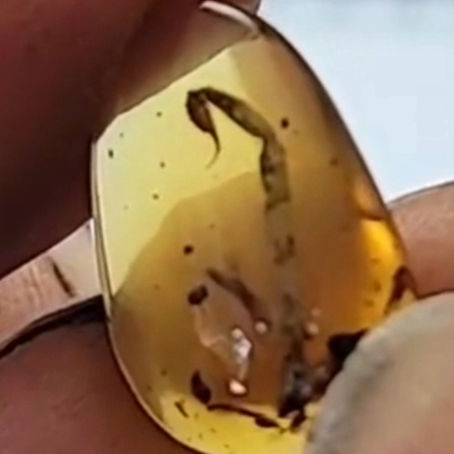 Encyclopedia Entry #1: Scorpion tail in Burmese Amber