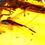 Thumbnail: Burmese Amber with cricket inclusion under a microscope