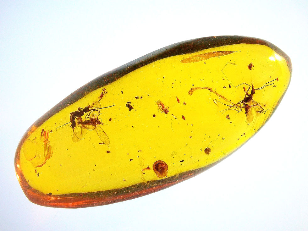 Dominican Amber with wasp over light board