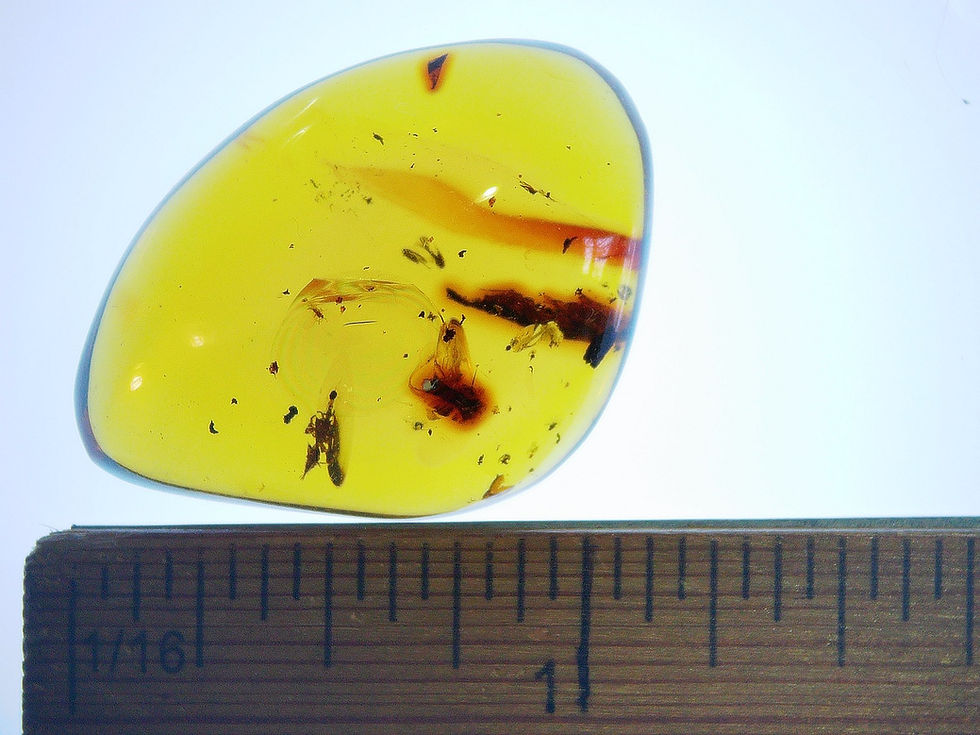 Thumbnail: Dominican Amber with leaf and spider over ruler
