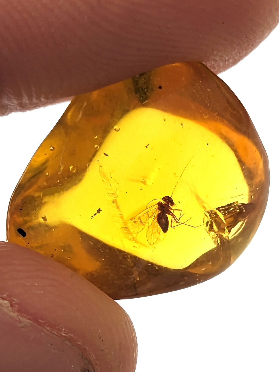 Thumbnail: Amber with Insects • #618 Poised Flying Insect
