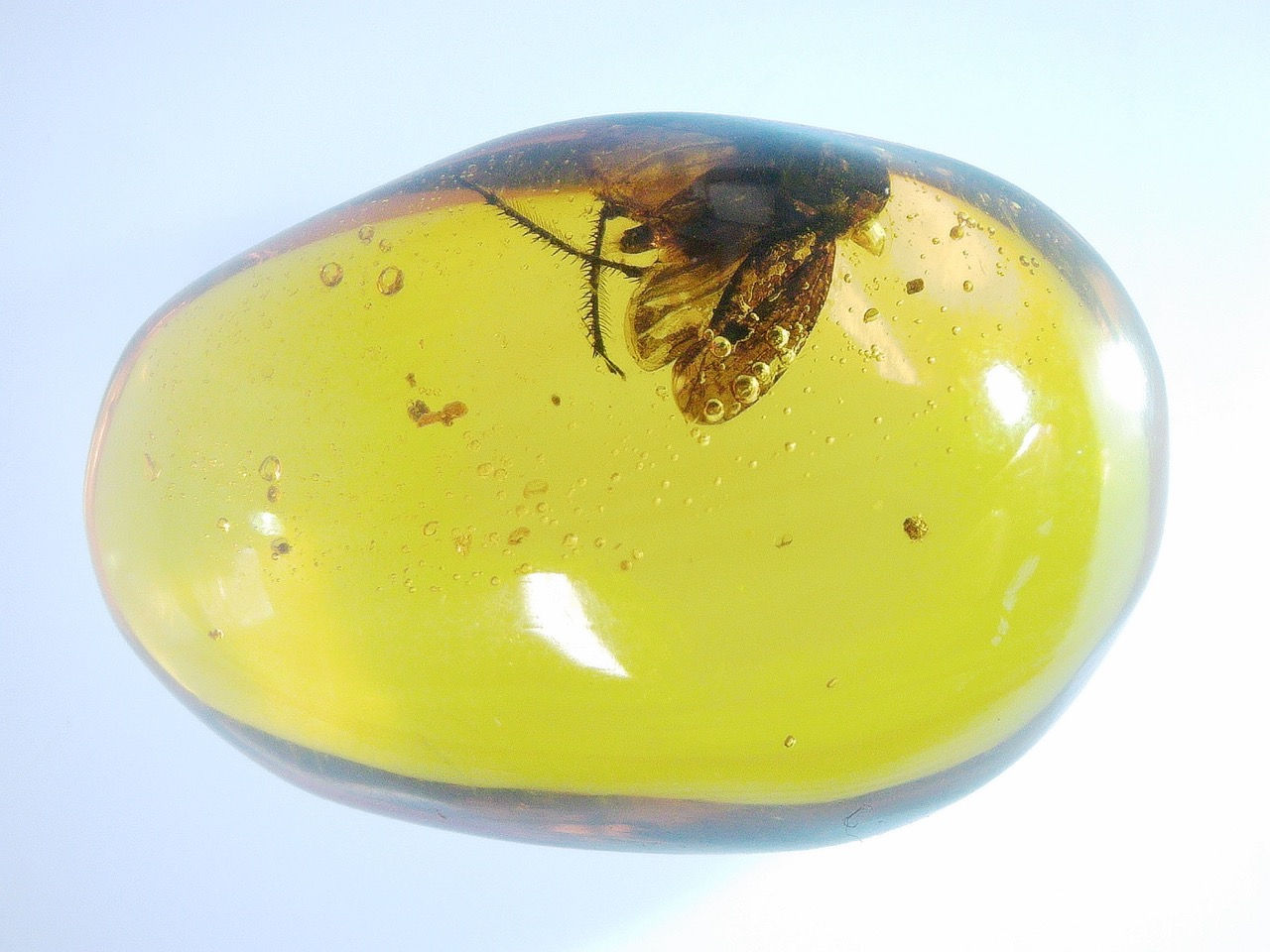 bug with clear legs in amber