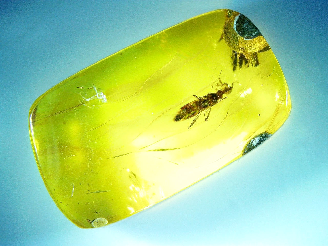  hemiptera in amber