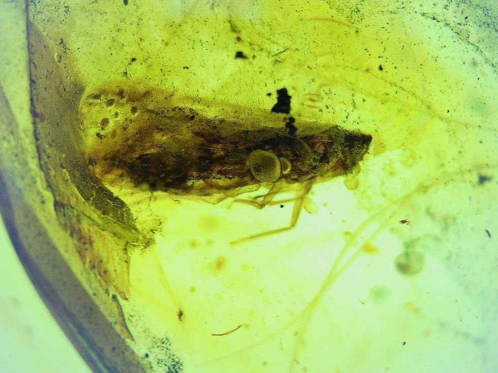 Burmese amber with moth and spider under microscope
