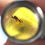Thumbnail: Burmese Amber Silver ring Size 10 #733 • Beetle in burmese Amber