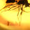 Thumbnail: Amber with Insects #399 • Clear Wasp