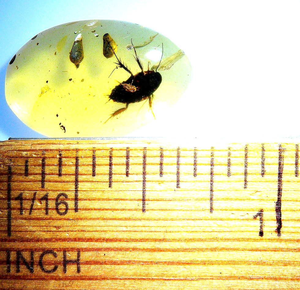 Thumbnail: Dominican Amber with roach over ruler