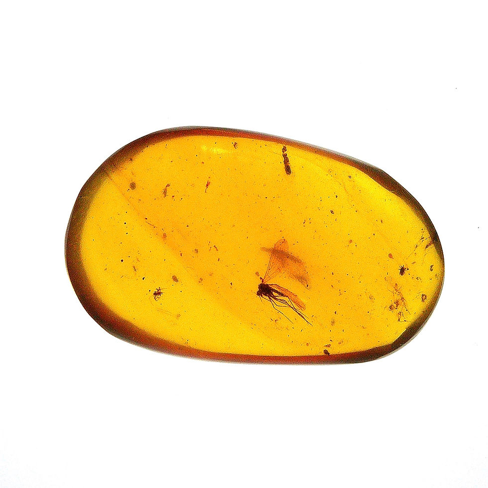 Burmese amber with mosquito over light board