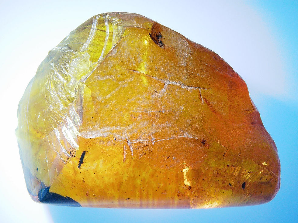 Burmese amber with beetle over light board