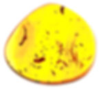 Burmese amber with mosquitoes swarm inclusion displayed on a light board