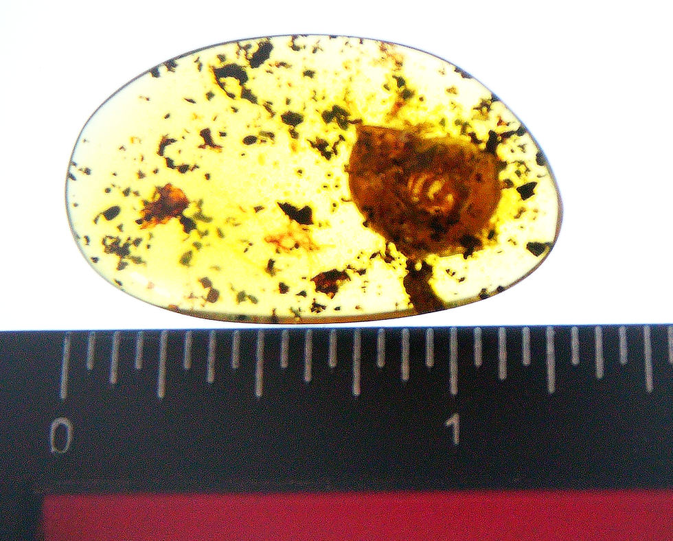 Thumbnail: Burmese Amber with snail shell inclusion next to a ruler