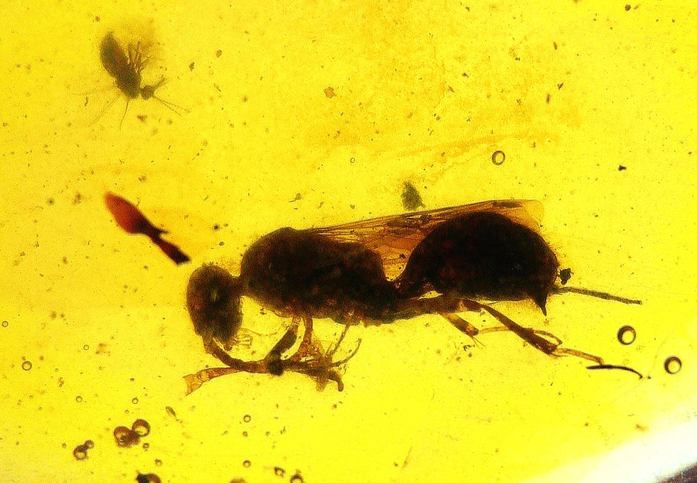 Thumbnail: 2 Burmese amber pieces with wasp and Diptera under microscope