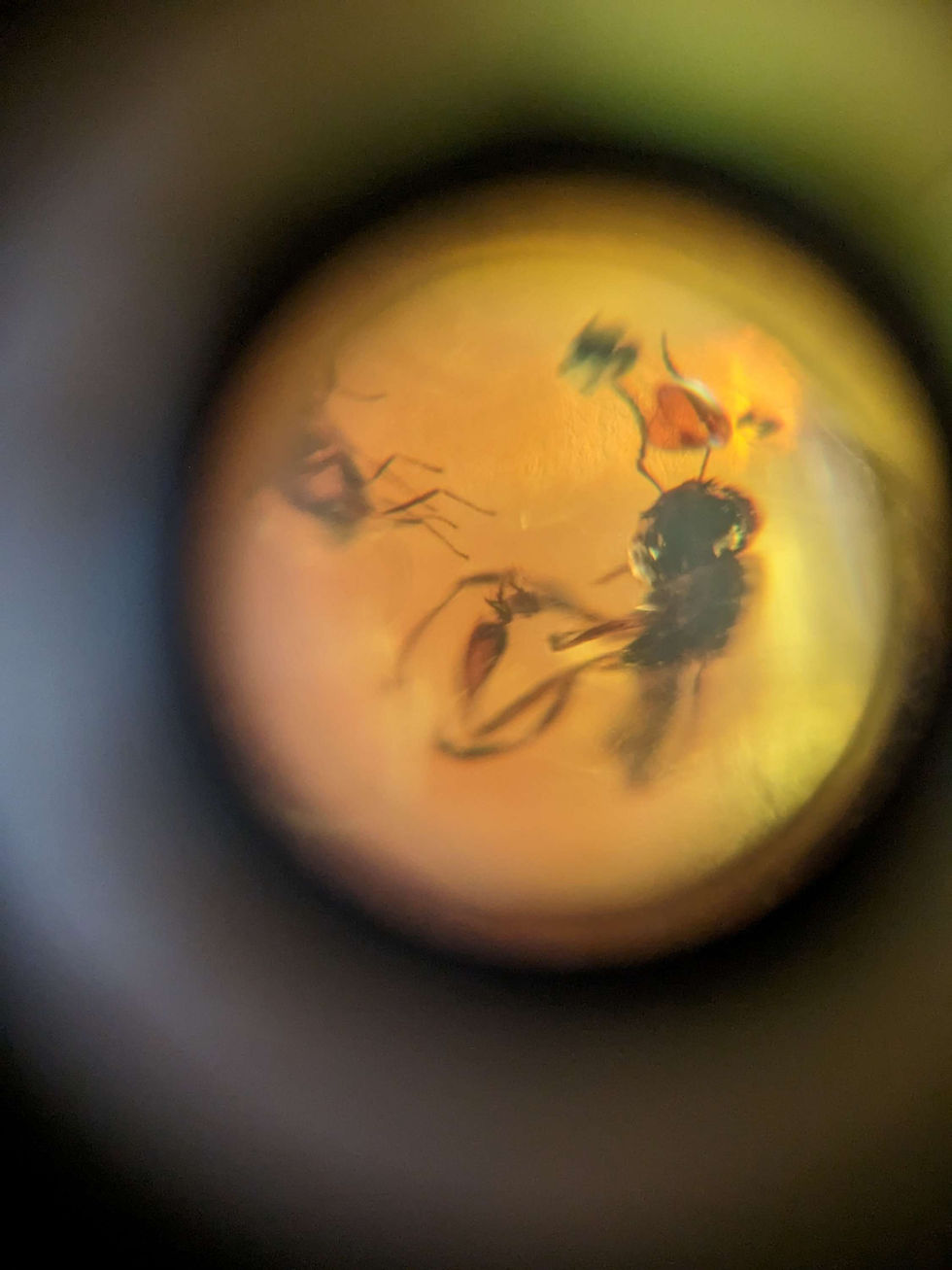 Thumbnail: Amber with Insects #464 • Stingless bee 