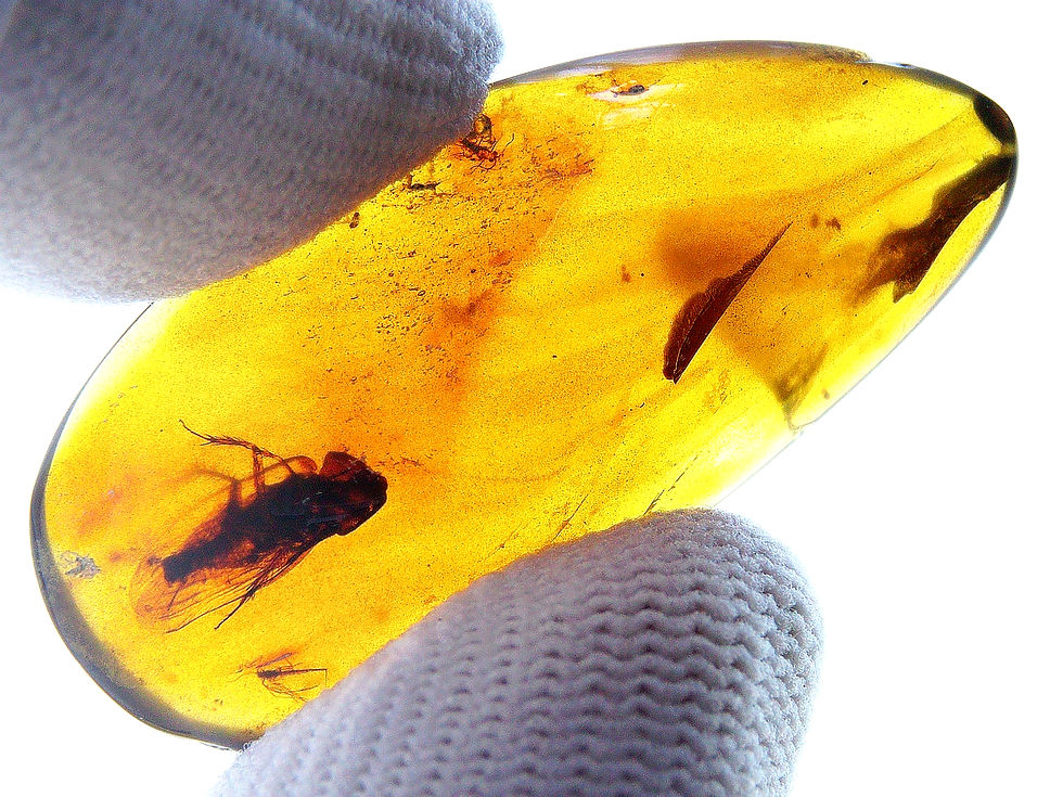 Thumbnail: Burmese amber with cockroach inclusion held between two fingers