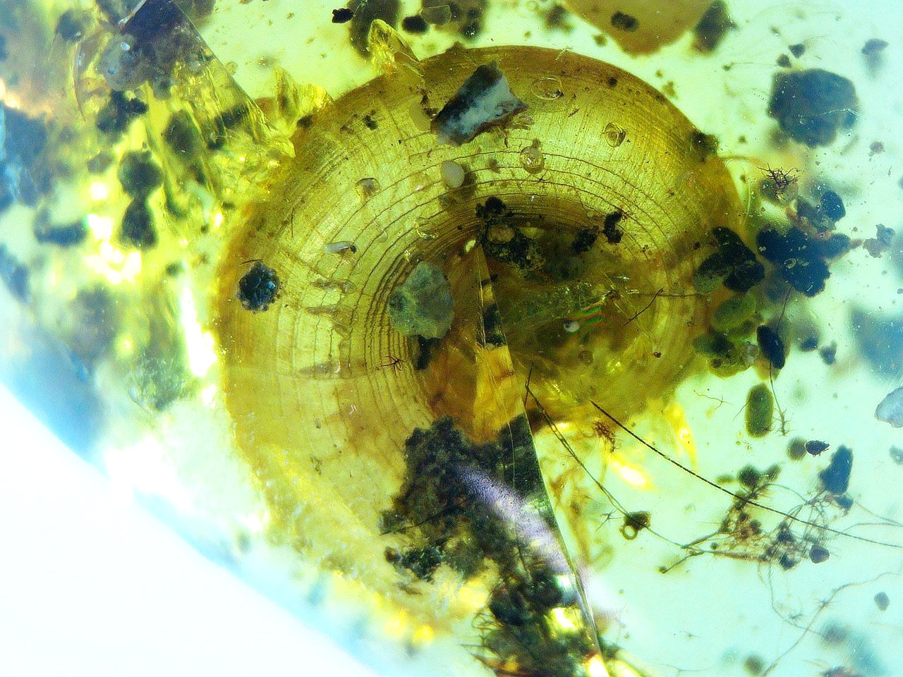 spiral snail shell in amber