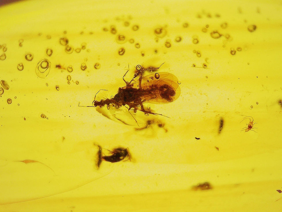 Thumbnail: Burmese amber silver pendant with swarm under microscope