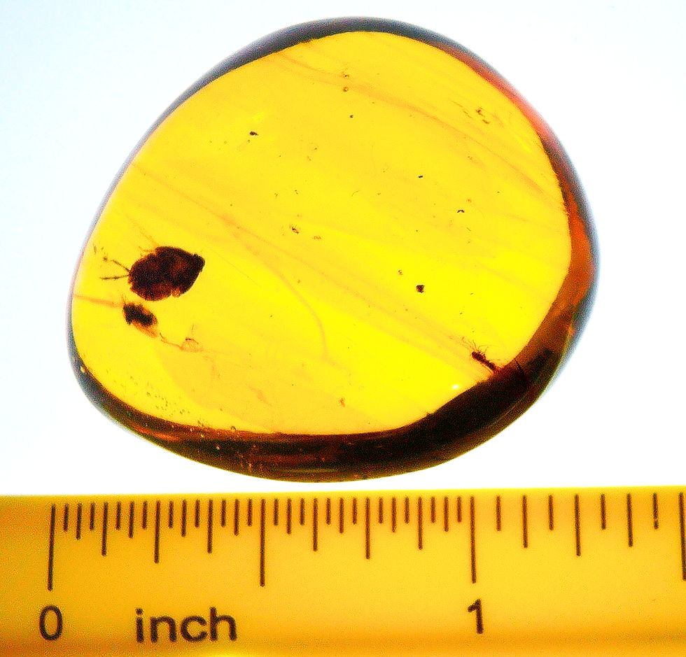 Thumbnail: Burmese amber with beetle inclusion next to a ruler