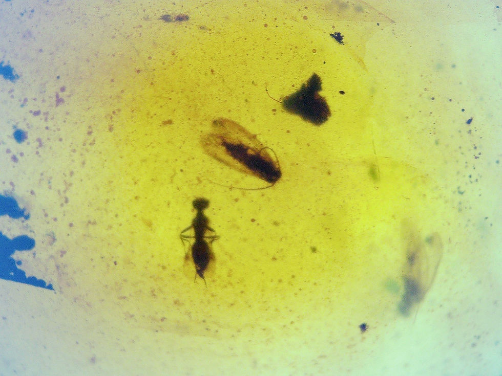 Burmese amber with moth and ant under microscope