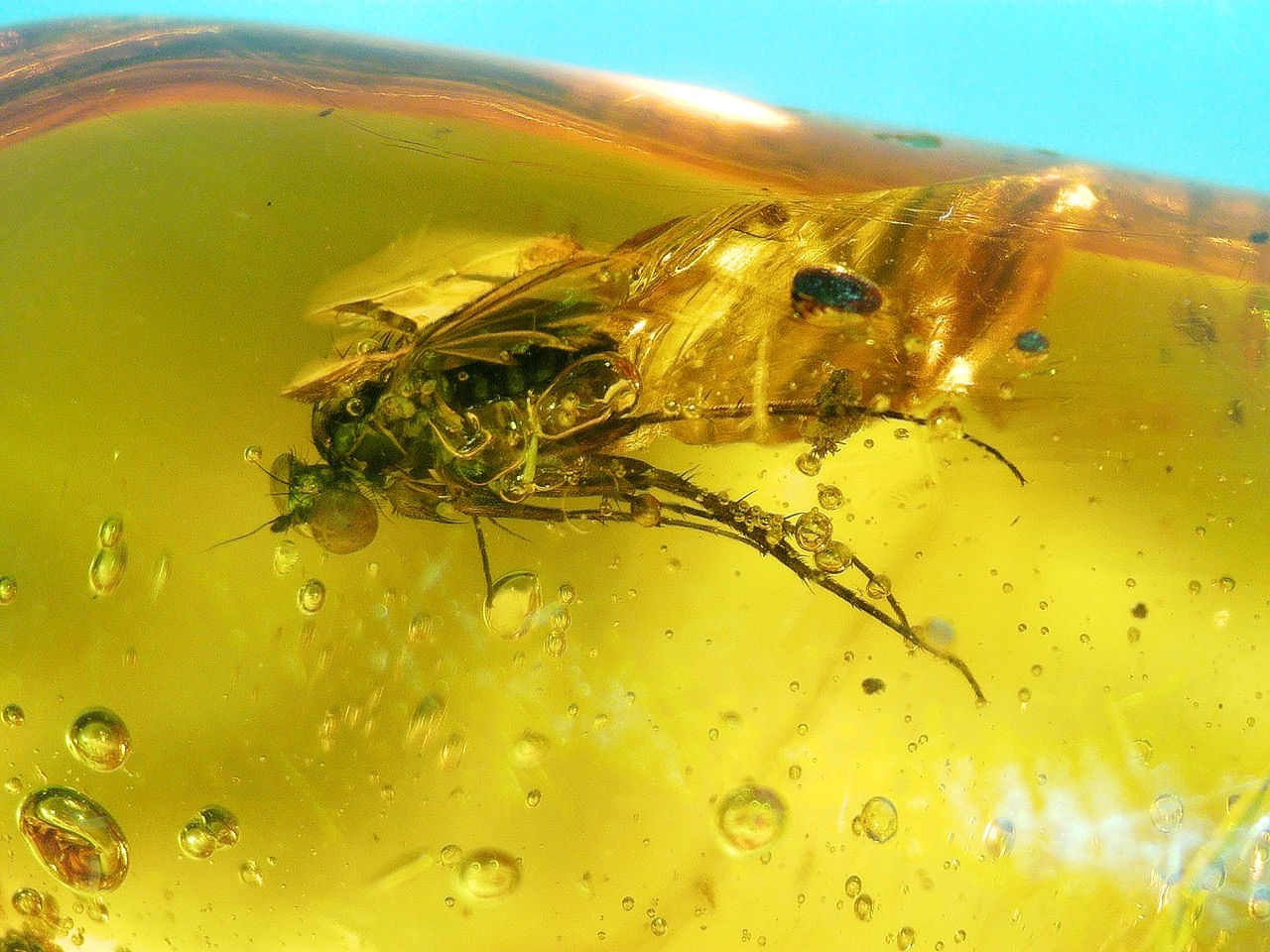  flies covered in bubbles