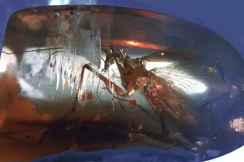 Fossil of a uniquely adapted, mantis-like cockroach relative preserved in Burmese amber, showing raptorial forelimbs and elongated neck.