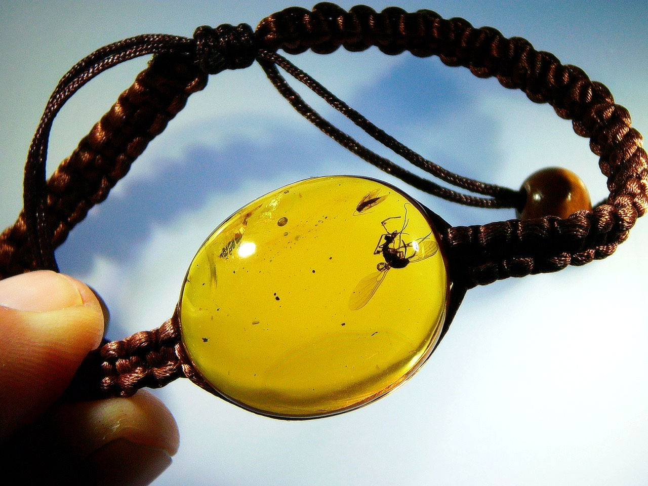 fly in yellow amber