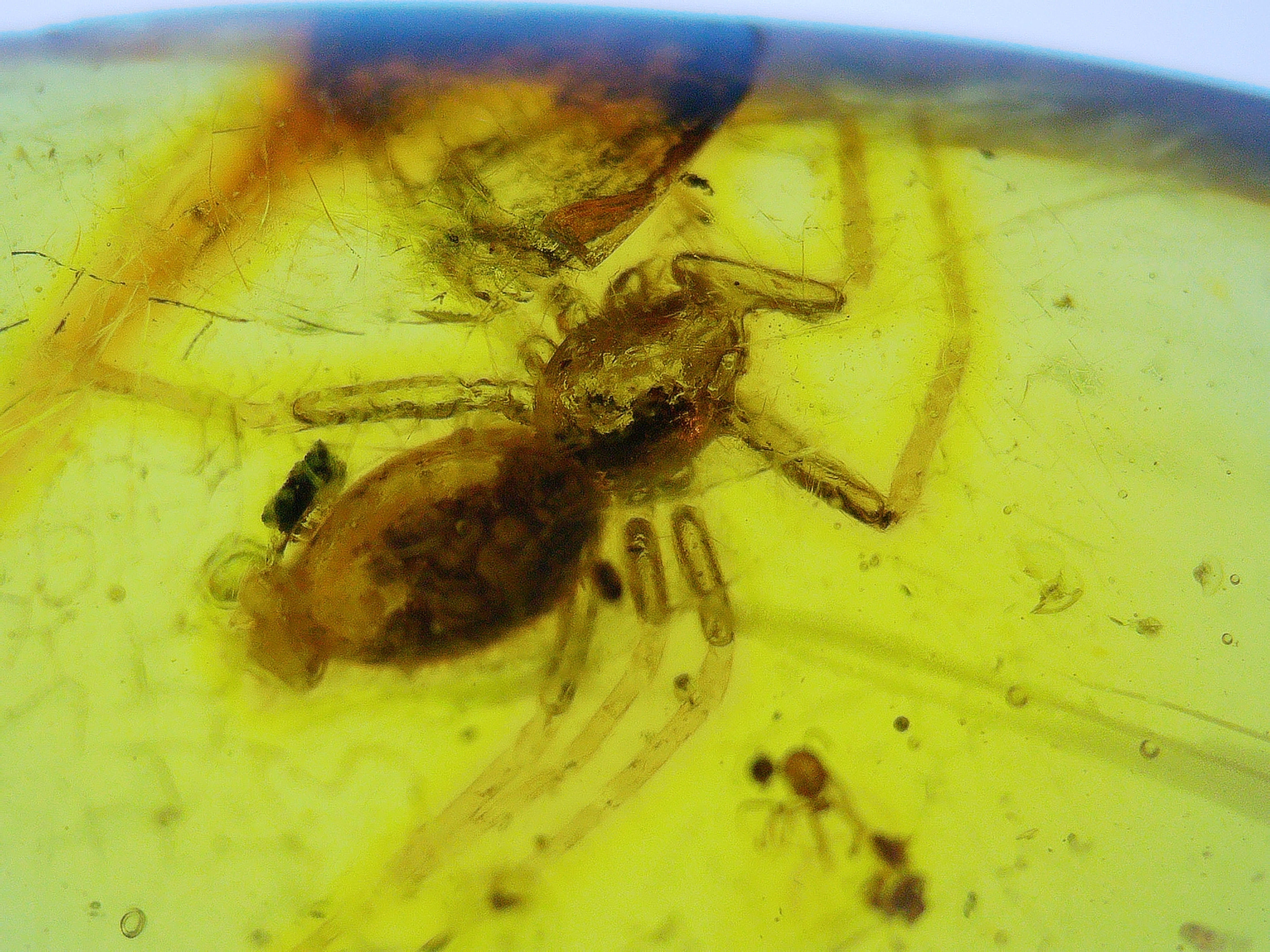 Dominican amber with spider under microscope