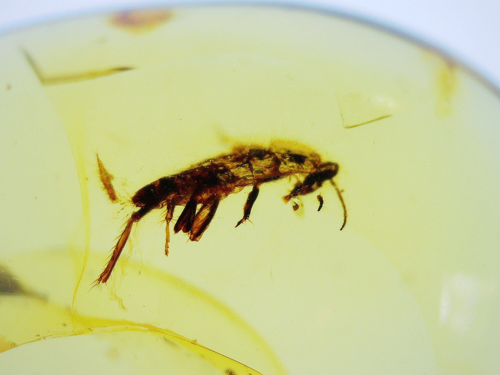 Burmese amber with unidentified insect under microscope