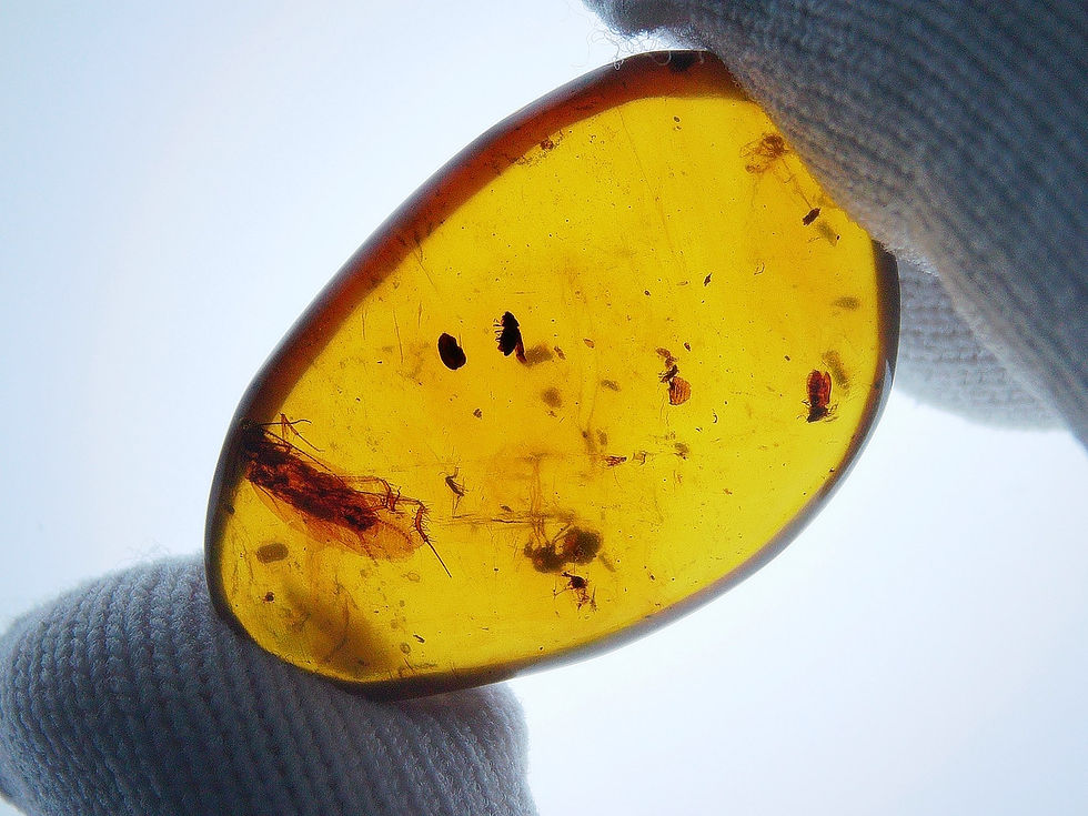 Thumbnail: Burmese amber with moth held by two fingers
