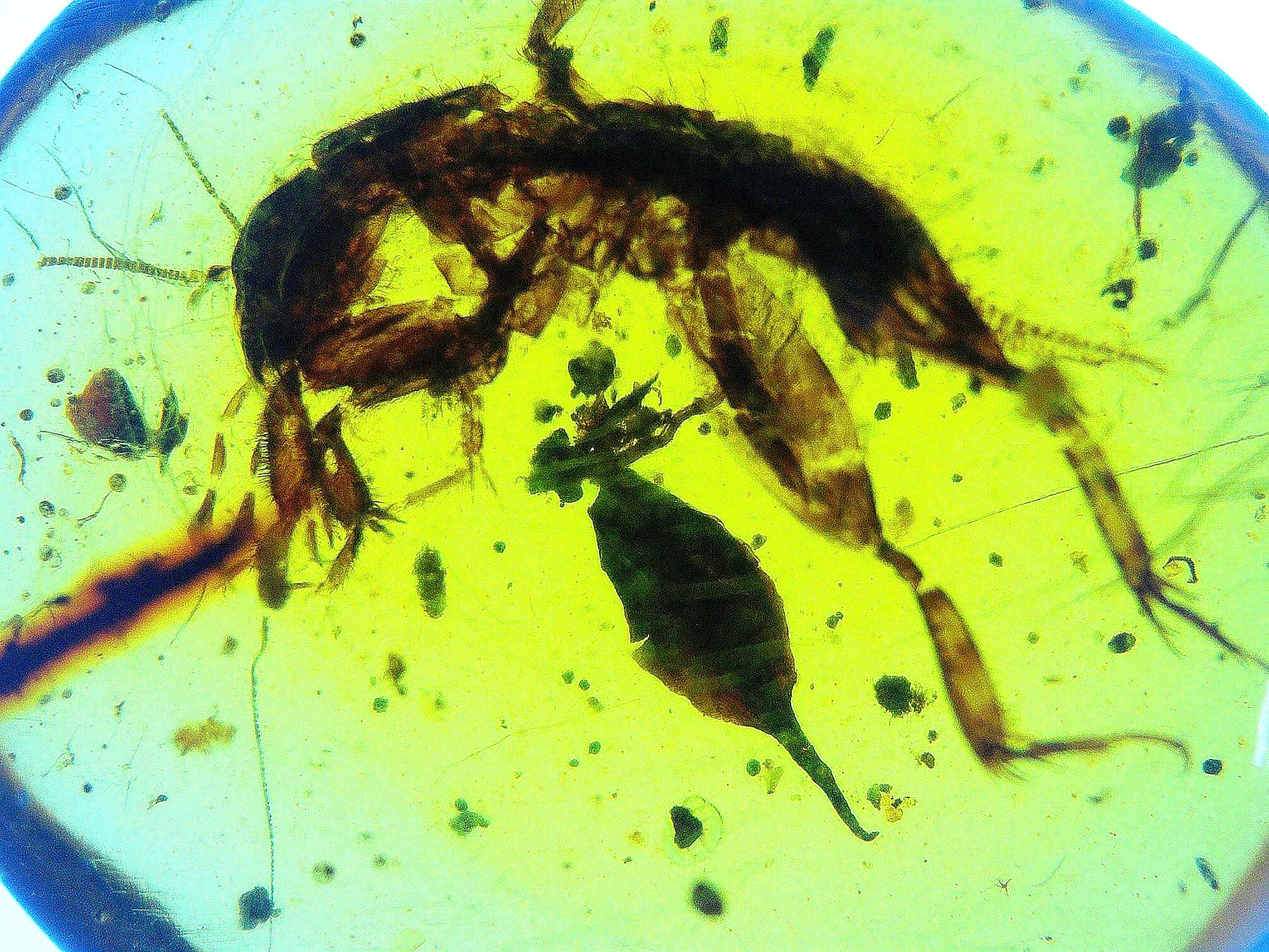 Amber with insects #919 • Burmese amber with unidentified insect