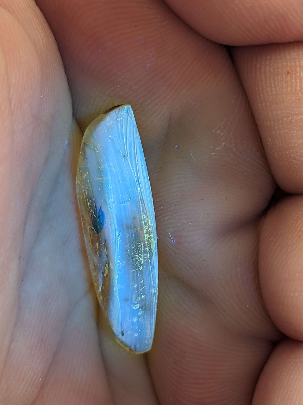 Thumbnail: Amber With Insects #349 • Clear Beetle 