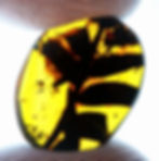 Thumbnail: Burmese Amber with mosquitoes inclusion held between two fingers