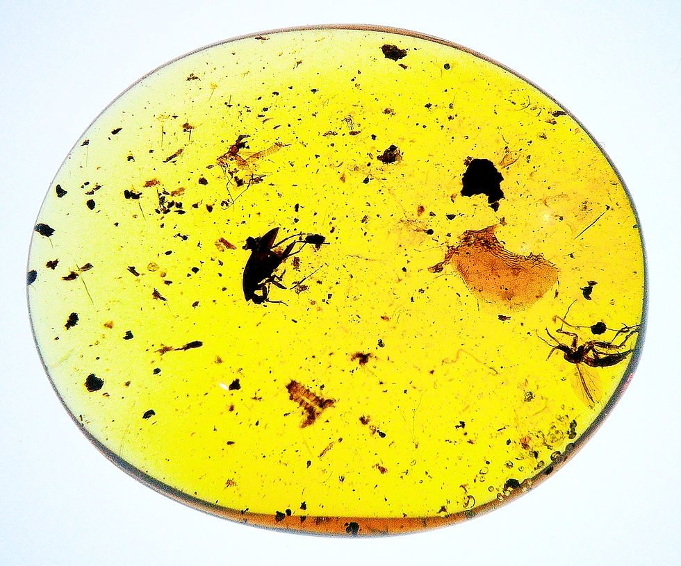 Thumbnail: Amber with insects #2193 • Burmese amber with rove beetle and wasp inclusion