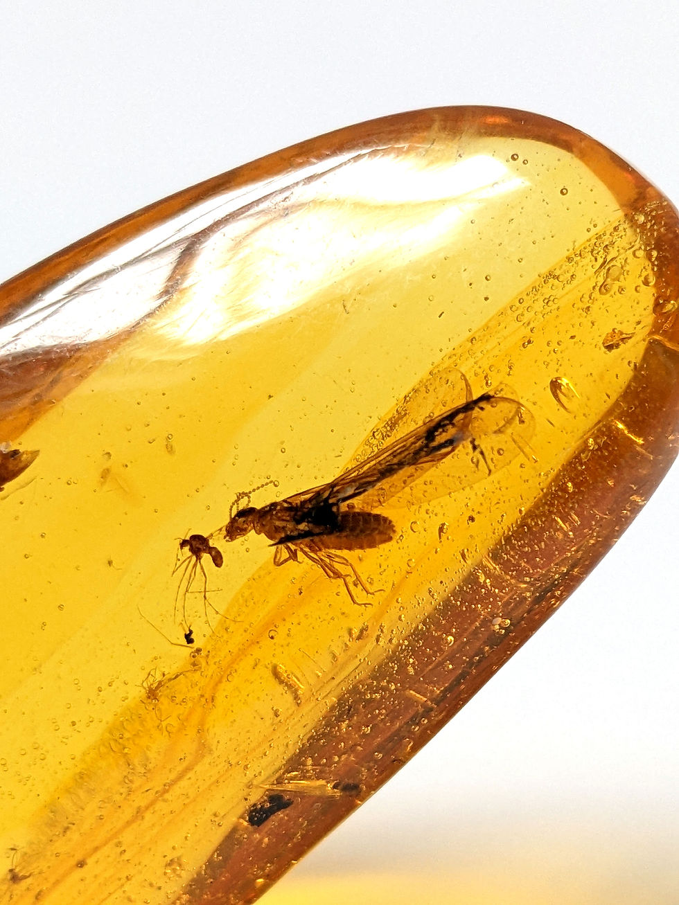 Thumbnail: Insect In Amber • Termite Attacking Mosquito