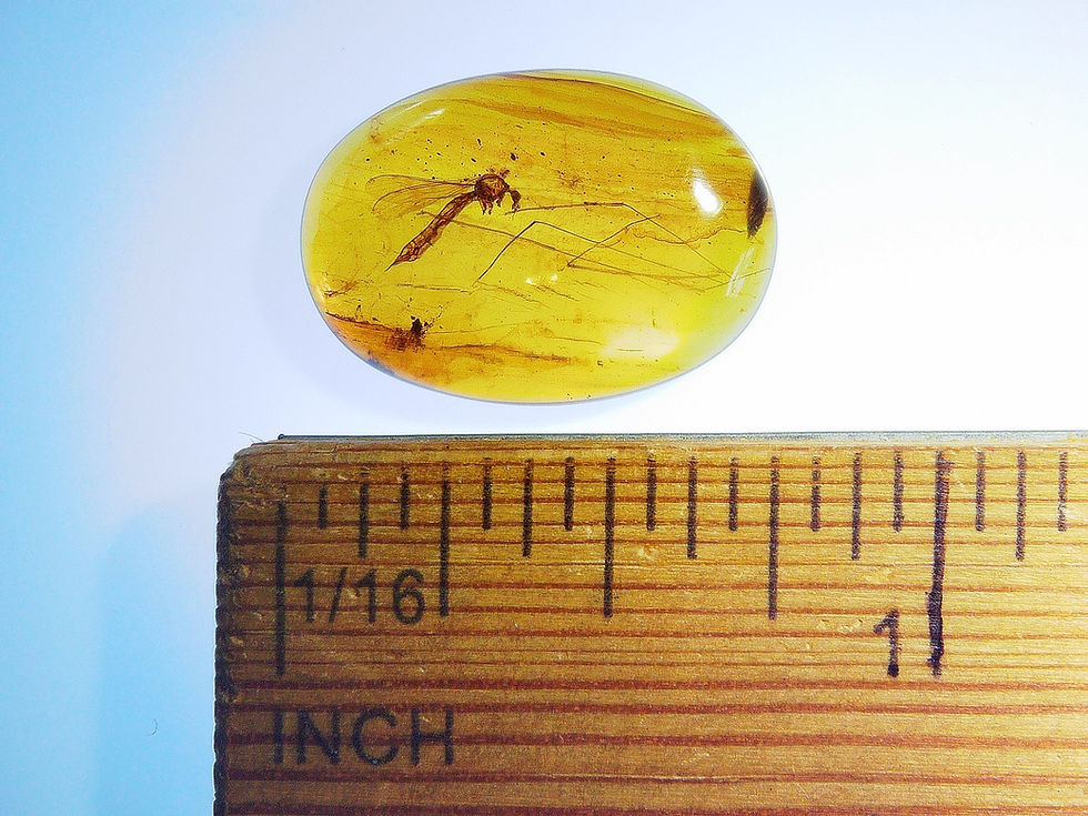 Thumbnail: Burmese amber with crane fly over ruler
