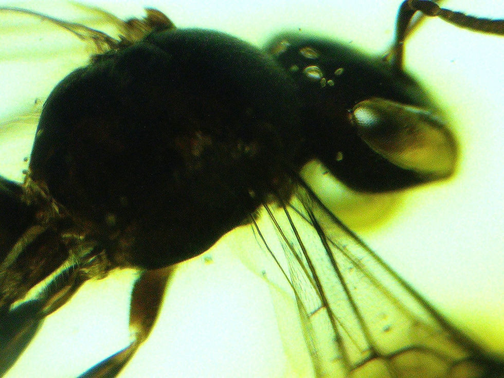 Thumbnail: Burmese Amber bracelet with wasp under microscope