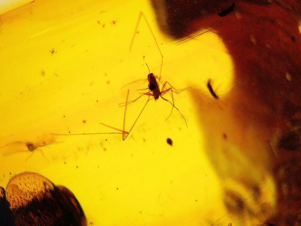 Thumbnail: Amber with insects #2188 • Burmese amber with cockroach inclusion