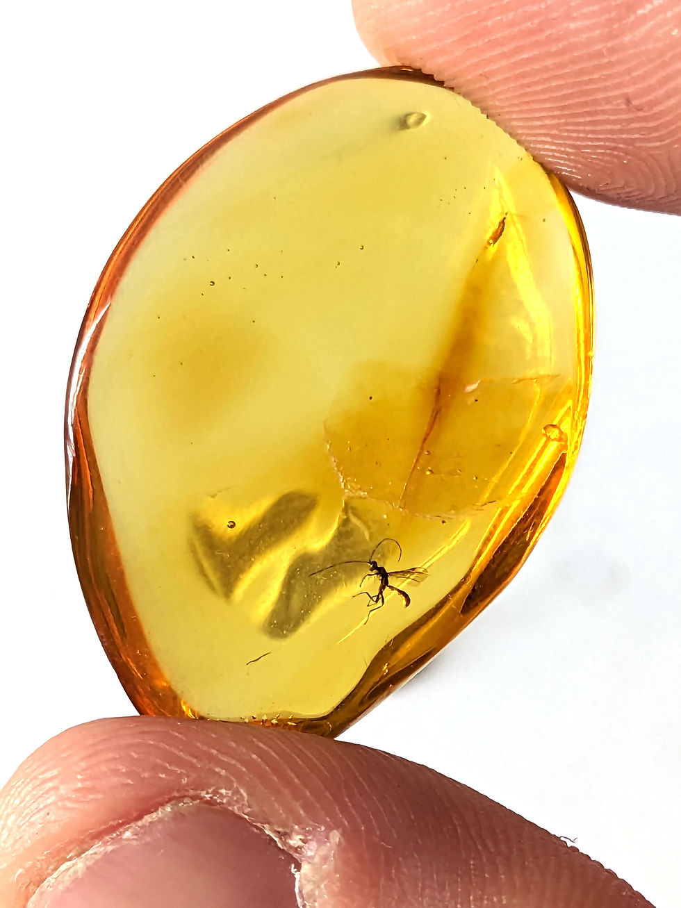Thumbnail: Amber with Insects • #606 Poised clear Mosquito