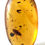 Thumbnail: Amber with Cockroach and other Insects