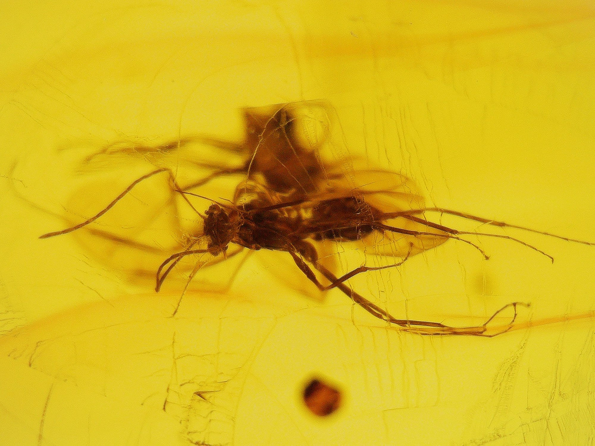 Dominican macrame bracelet Amber with mosquito under microscope