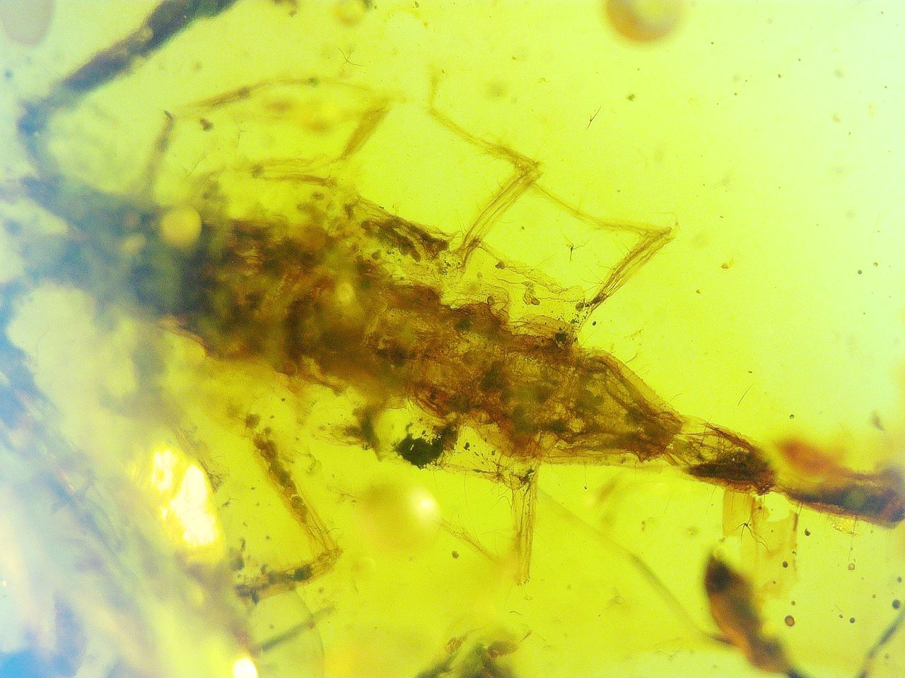 scorpion in amber