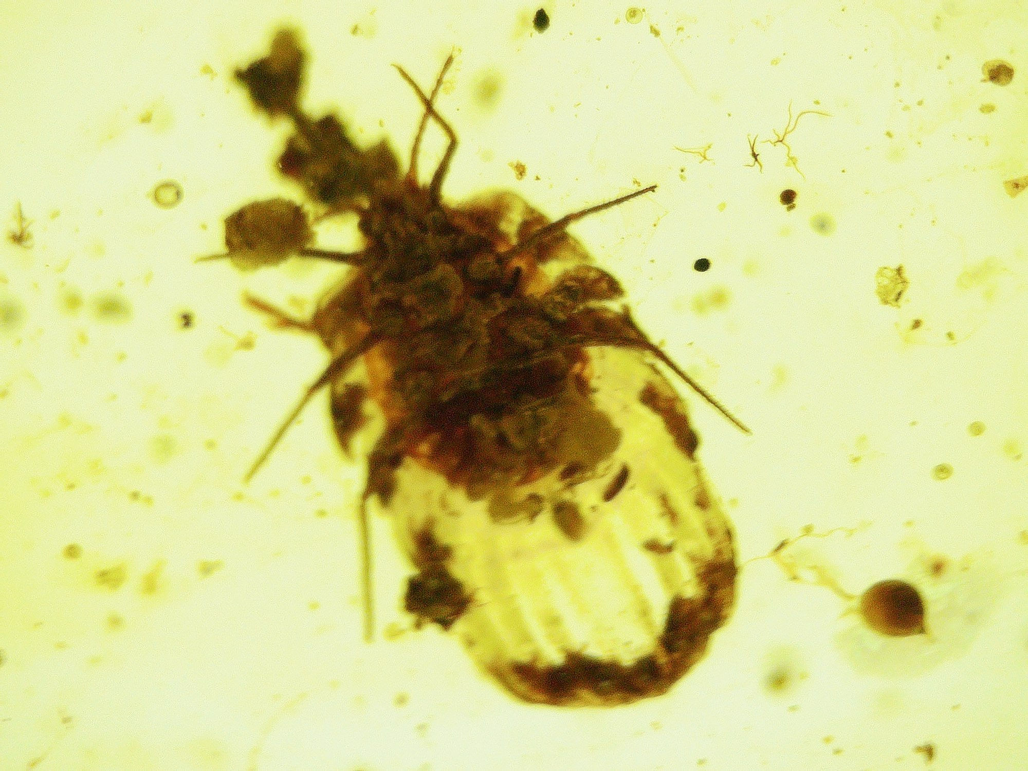 Burmese amber with insect under microscope