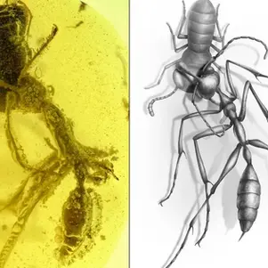 Perfectly Preserved: The top 10 amber fossils