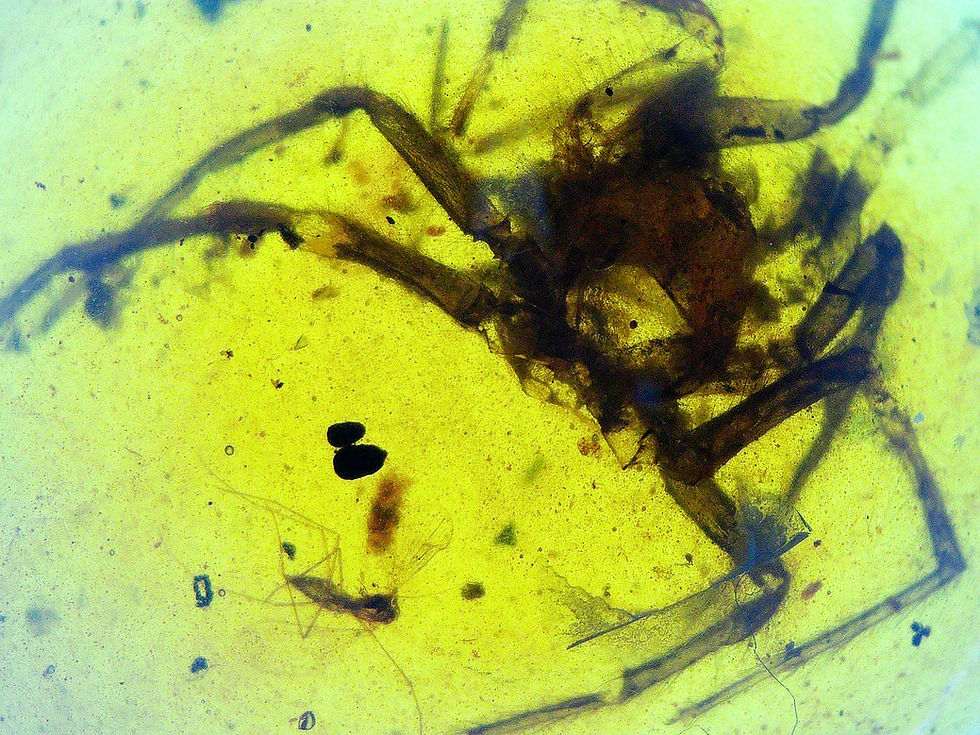 Burmese Amber with spider and mosquito under a microscope