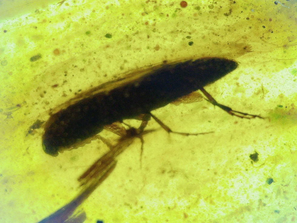Thumbnail: Burmese amber 2 piece  beetle and moth under microscope