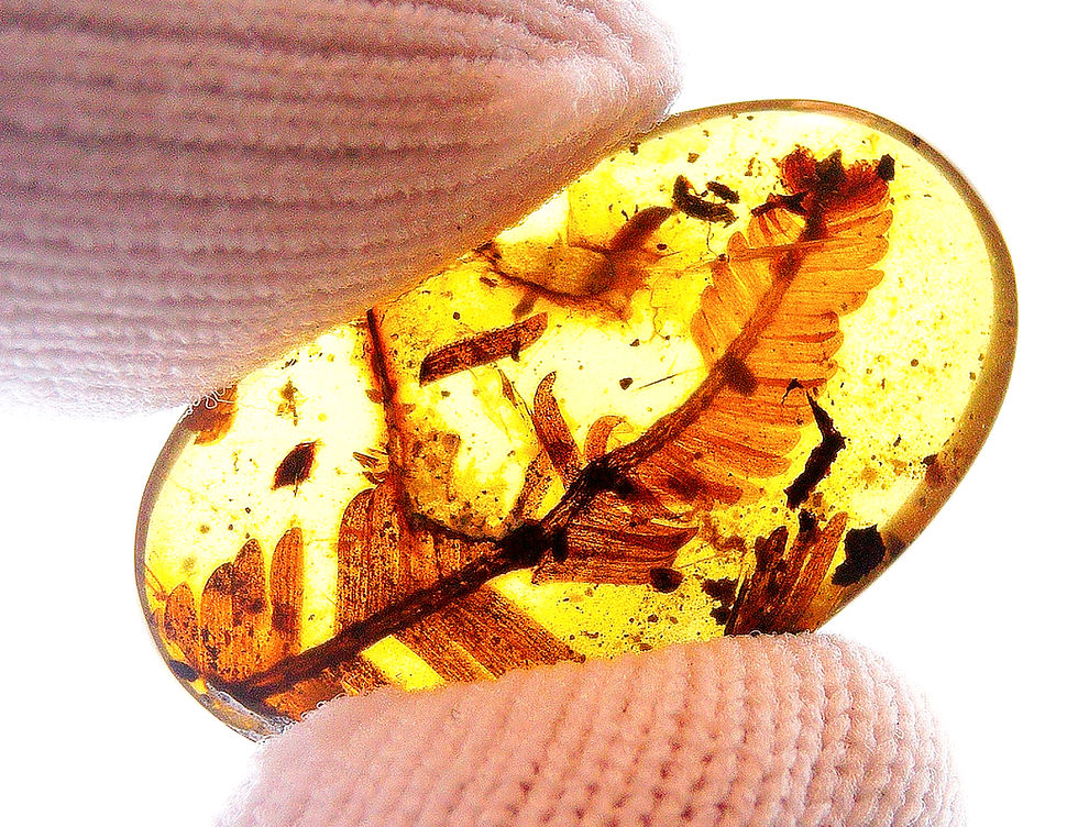Thumbnail: Burmese amber with pine leaf inclusion held between two fingers