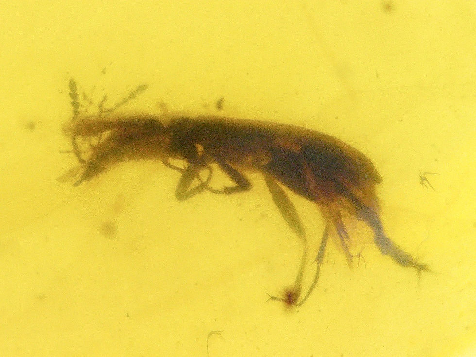 Burmese amber with beetle and midges under microscope