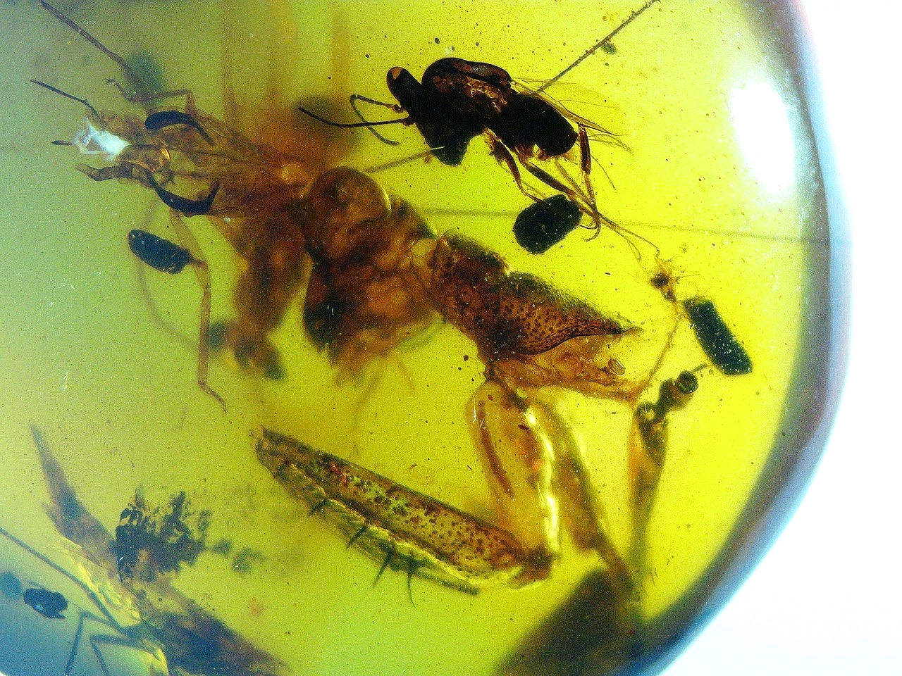 praying mantis in amber